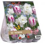 Baltus Urban Flowers Ice blush bloembollen per 15 stuks